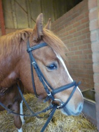 Dorus